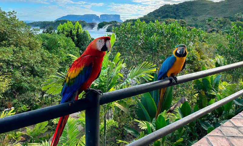 Two-Macaws-in-Canaima-Venezuela-TheGoldenShelter.es