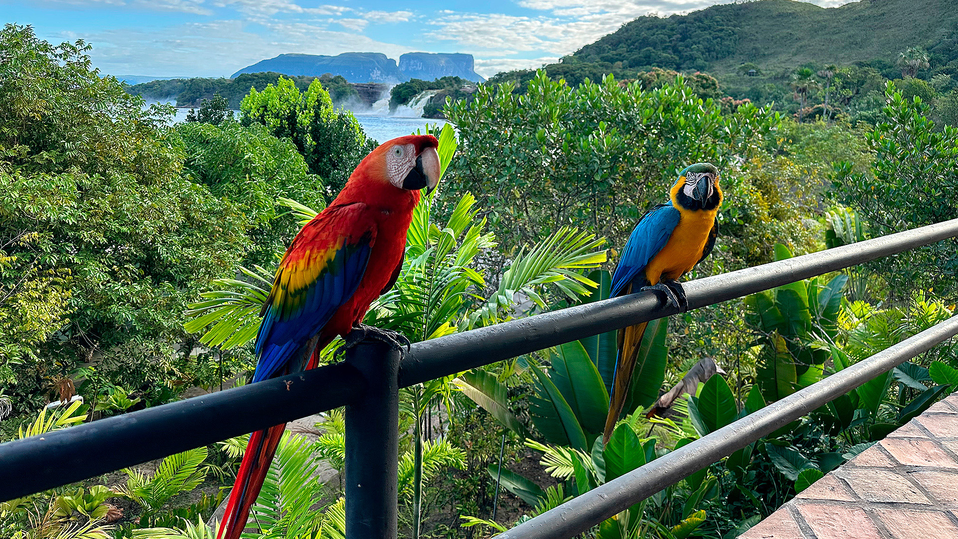 Two-Macaws-in-Canaima-Venezuela-TheGoldenShelter.es