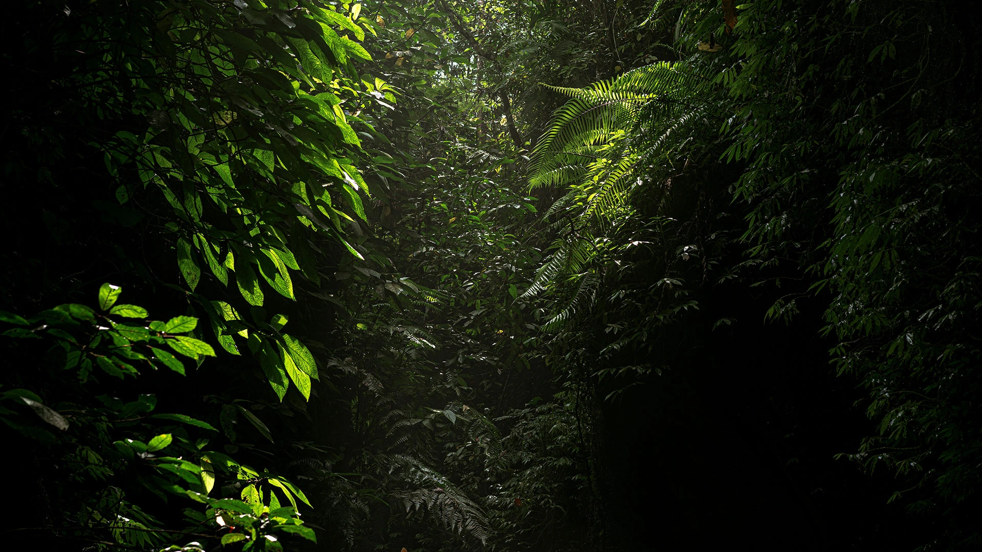 Rainforest-Venezuela-TheGoldenShelter.com